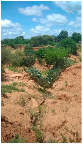Plants growing in a creek. 