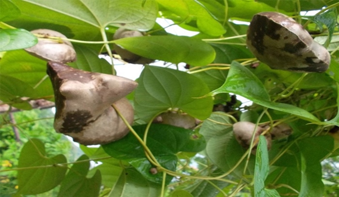 Tub&eacute;rculos de D. bulbifera a
cinco meses de la plantaci&oacute;n
