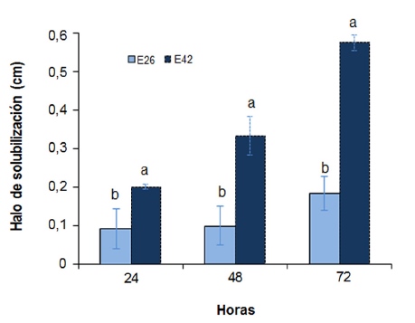 Solubilización de fósforo inorgánico en medio NBRIP por
parte de los aislados E26 y E42 a las 24, 48 y 72 horas