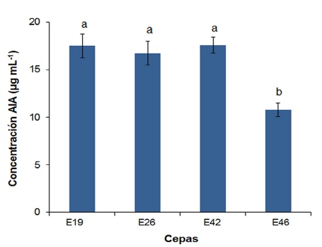 Producción de
ácido indol acético (AIA) en cuatro aislados posibles
de G. diazotrophicus
