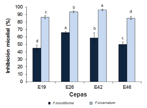 Inhibición
del crecimiento micelial de especies de Fusarium por
posibles cepas de G. diazotrophicus