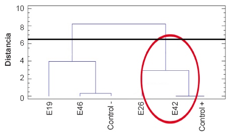 Dendrograma
para el agrupamiento de las posibles cepas de G. diazotrophicus,
calculado a partir de los valores obtenidos en cada uno de los experimentos
cuantitativos. Cuadrado de la distancia euclidiana
