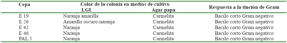 Características
morfológicas de las cepas de G. diazotrophicus aisladas
en el estudio y su comparación con el patrón de referencia internacional PAL 5