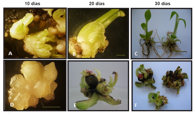 Germinaci&oacute;n de los embriones som&aacute;ticos de pl&aacute;tano
cv. &lsquo;FHIA-21&rsquo; (AAAB), a los 10, 20 y 30 d&iacute;as de cultivo en medio semis&oacute;lido de
germinaci&oacute;n