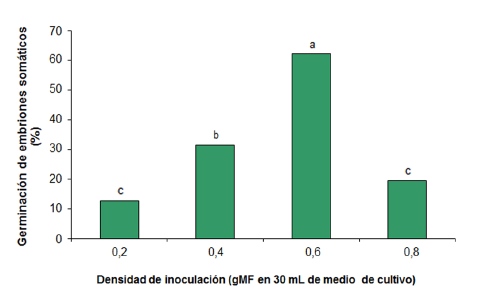 Efecto de la densidad de inoculaci&oacute;n utilizada en la fase de
maduraci&oacute;n sobre la germinaci&oacute;n (%) de los embriones som&aacute;ticos de pl&aacute;tano cv.
&lsquo;FHIA-21&rsquo; (AAAB) a los 30 d&iacute;as de cultivo en medio semis&oacute;lido