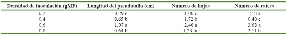 Caracter&iacute;sticas
morfol&oacute;gicas de las plantas obtenidas de embriones som&aacute;ticos de pl&aacute;tano cv.
&lsquo;FHIA-21&rsquo; (AAAB) a diferentes densidades de inoculaci&oacute;n en fase de maduraci&oacute;n