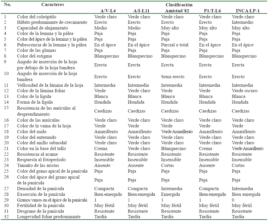 Caracteres cualitativos evaluados a tres
cultivares y sus progenitores comerciales, 'Amistad´82' e 'INCA LP-1'