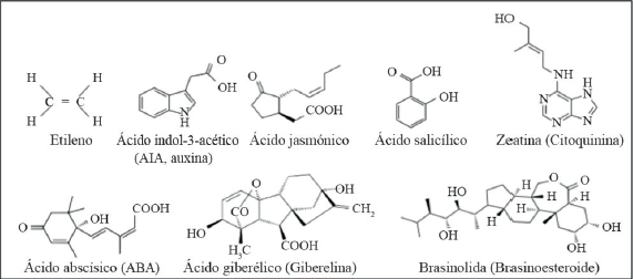 Estructura química de las hormonas vegetales