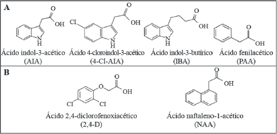 Diversidad de auxinas