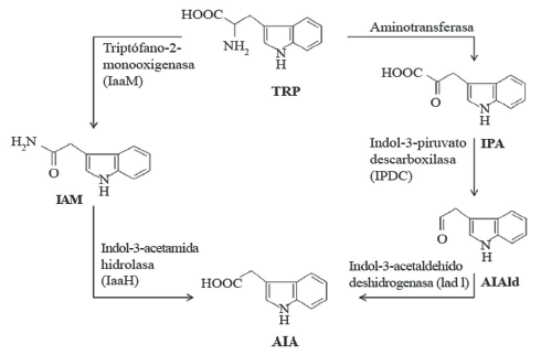 Vías de biosíntesis de ácido indol3acético en bacterias