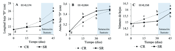 Efecto del d&eacute;ficit h&iacute;drico en plantas de pi&ntilde;a micropropagadas (Ananas comosus (L.) Merr.)