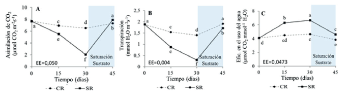 Efecto del d&eacute;ficit h&iacute;drico en hojas &ldquo;D&rdquo; de plantas de pi&ntilde;a micropropagadas (Ananas comosus (L.) Merr.)