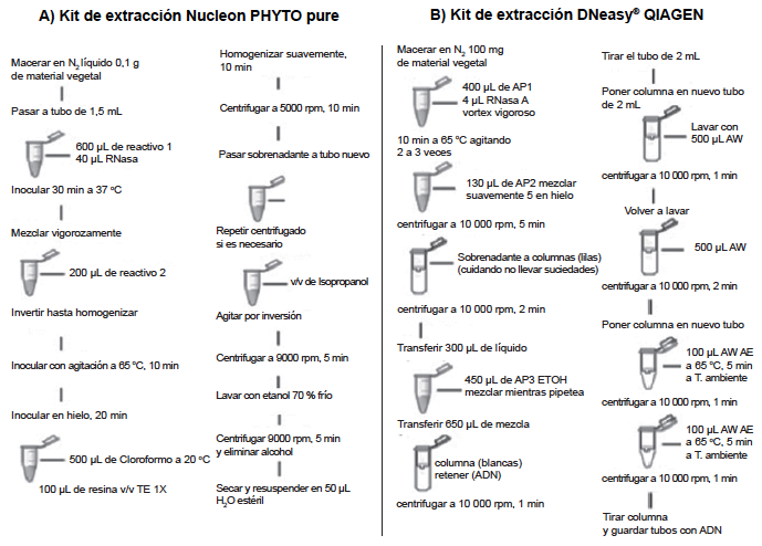 Esquema del protocolo de aislamiento de ADN gen&oacute;mico mediante los Kit Nucleon PHYTOpure y DNeasy&reg; QIAGEN