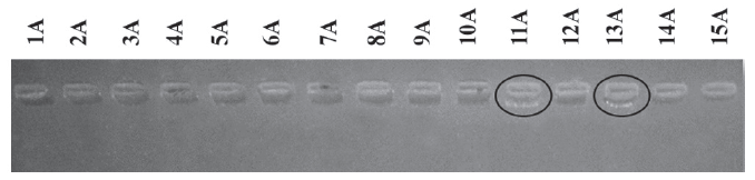 Resultados de la electroforesis en gel de agarosa al 0,8 % de la extracci&oacute;n del ADN mediante el Kit NucleonPHYTOpure de las accesiones de Anon&aacute;ceas seleccionadas