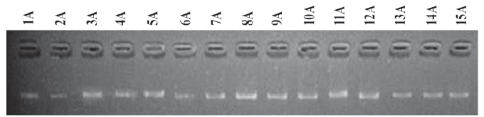 Resultados de la electroforesis en gel de agarosa al 0,8 % de la extracci&oacute;n del ADN mediante el Kit DNeasy&reg; de QIAGEN de las accesiones de Anon&aacute;ceas seleccionadas