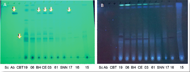 Cromatograf&iacute;a en capa fina (CCF)