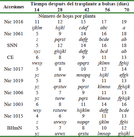 N&uacute;mero de hojas por plantas sembradas en condiciones semicontroladas de las 10 accesiones evaluadas a partir de 14 d&iacute;as despu&eacute;s del trasplante a las bolsas hasta los 70 d&iacute;as, y su evaluaci&oacute;n en el tiempo cada 14 d&iacute;as