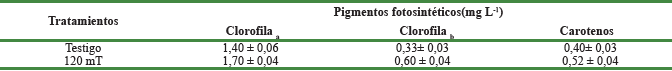 Efecto del agua tratada magnéticamente sobre la concentración de pigmentos fotosintéticos en hojas de Rosmarinus officinalis L. (p≤0,05)