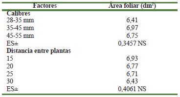 Influencia de diferentes calibres de tubérculos-semilla y distancia de plantación sobre el área foliar, a los 30 días después de la plantación en el cultivo de la papa
