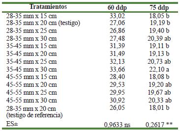 Influencia de diferentes calibres de tubérculos-semilla y distancia de plantación sobre el área foliar (dm2) en el cultivo de la papa a los 60 y 75 días después de la plantación (ddp)