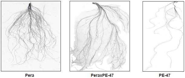 Im&aacute;genes del SRC del cultivar Pera, la accesi&oacute;n silvestre (S. pennellii) PE-47 y el h&iacute;brido Pera x PE-47