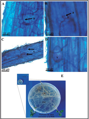 Colonización de plántulas de papa asociadas a la red de micelio extrarradical (RME)