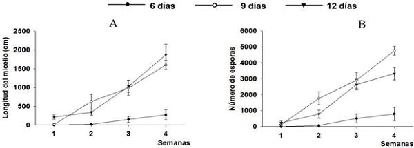 Dinámica del crecimiento micelial (A) y la producción de esporas (B) por placa Petri (90 mm diám.) de R. intraradices asociada con plantas de S. tuberosum después de su trasplante a medio fresco E