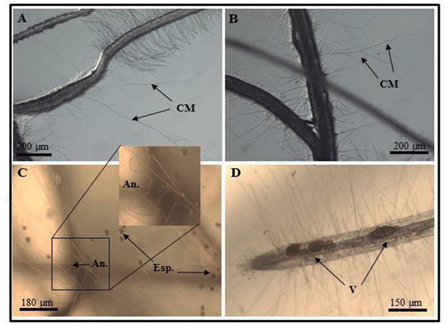  Ay B: Crecimiento micelial (CM) a partir de raíces de plantas de S. tuberosum de nueve días de asociadas a las redes de micelio extrarradical, después de transcurridas 48 horas de transferidas al nuevo medio (E). C: Micelio desarrollado y esporas producidas (Esp.) en plantas de papa después de nueve días asociadas con las RME, a las 4 semanas de transferidas al nuevo medio. An: anastomosis interconectando hifas en la colonia. D: Presencia de abundantes vesículas (V) en el interior de las raíces de papa