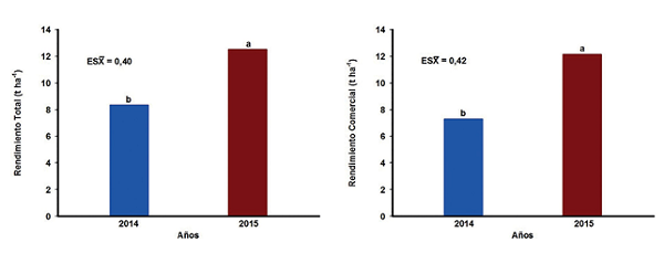 Comportamiento del rendimiento Total y Comercial (t ha-1) durante los años de estudio
