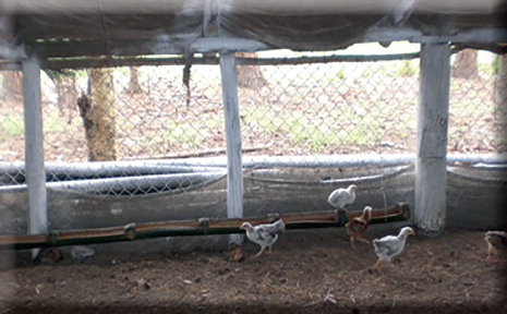 Pollos camperos de 34 d&iacute;as picoteando ateje en el comedero