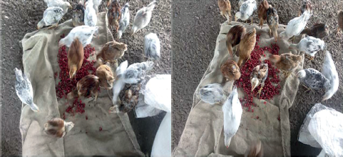 Pollos camperos de 34 d&iacute;as picoteando ateje en mantas de saco