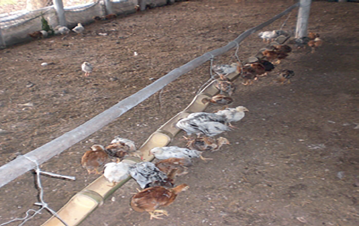 Administraci&oacute;n d&eacute;rmica y oral a dosis &uacute;nica del extracto de frutos de Cordia collococca