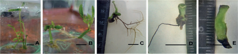 Germinaci&oacute;n de embriones som&aacute;ticos de soya (Glycine max L.) cultivar ʻIncasoy-27ʼ en medio de cultivo de germinaci&oacute;n con las sales MS, vitaminas B5 y sacarosa 1,5 %, despu&eacute;s de 30 d&iacute;as
