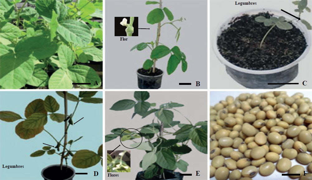 Plantas regeneradas a partir de embriones som&aacute;ticos de soya (Glycine max L.) cultivar ʻIncasoy-27ʼ