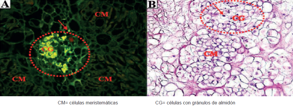 C&eacute;lulas con gr&aacute;nulos de almid&oacute;n en fluorescencia, cercanas a zonas meristem&aacute;ticas de callos embriog&eacute;nicos de Palma Coco Cumb&eacute;
