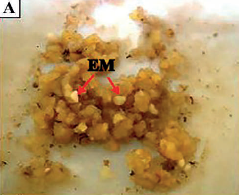 Callos y embriones som&aacute;ticos maduros de Palma Coco Cumb&eacute; (Parajubaea cocoides Burret), a las seis semanas, en medio de cultivo embriog&eacute;nico