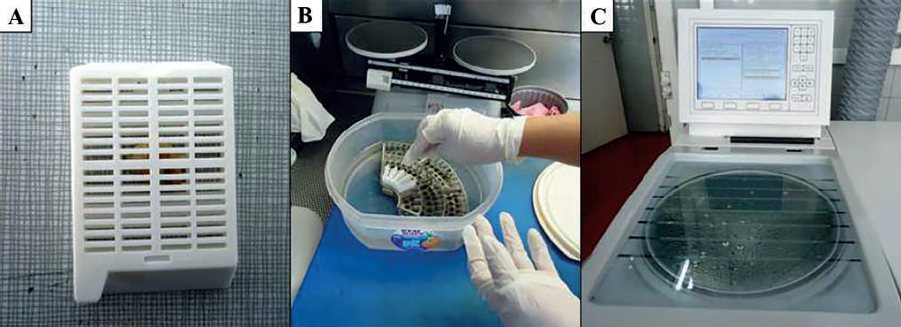 Muestras provenientes de zonas con c&eacute;lulas meristem&aacute;ticas de callos embriog&eacute;nicos de Palma Coco Cumb&eacute; (Parajubaea cocoides Burret)