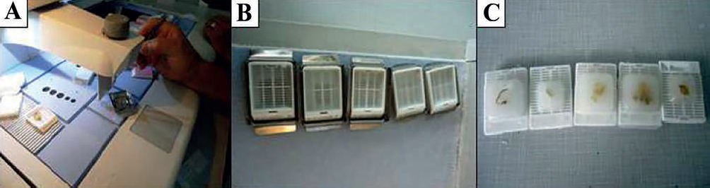 Dispensador de parafina (A) (Thermo SCIENTIFIC, Histo Star), (B) bloques de parafina enfri&aacute;ndose, (C) bloques de parafina con tejido embrionario