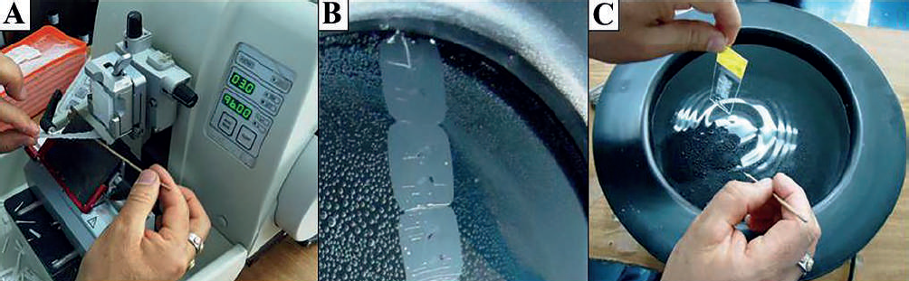 Obtenci&oacute;n de cortes provenientes de muestras de callos embriog&eacute;nicos de Palma Coco Cumb&eacute; (Parajubaea cocoides Burret). Mediante el micr&oacute;tomo (A) (Thermo SCIENTIFIC SHANDON); (B) microcorte colocado en agua tibia; (C) microcorte recogido y extendido en un portaobjetos adherente