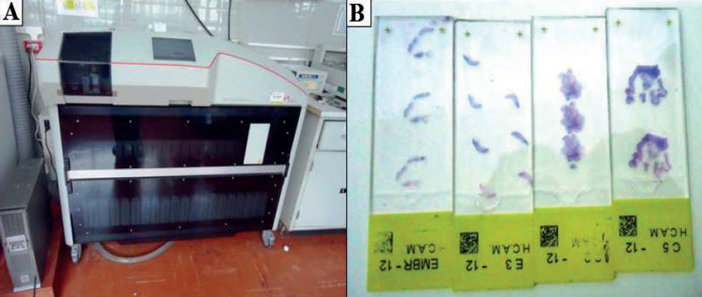 Desparafinizaci&oacute;n, hidrataci&oacute;n y tinci&oacute;n del tejido proveniente de callos embriog&eacute;nicos de Palma Coco Cumb&eacute; (parajubaea cocoides Burret)