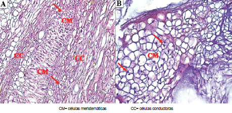 Microfotograf&iacute;as de corte