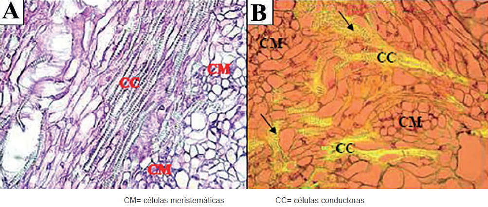 Microfotograf&iacute;a de c&eacute;lulas conductoras cercanas a c&eacute;lulas meristem&aacute;ticas de callos embriog&eacute;nicos de Palma Coco Cumb&eacute; (Parajubaea cocoides Burret)