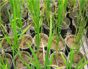 Efectos de la suspensi&oacute;n de la l&aacute;mina de agua por un periodo de 15 d&iacute;as a los 30 DDT, en condiciones de macetas