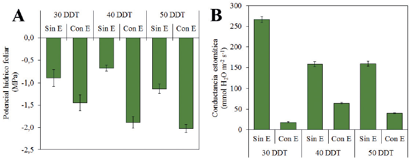 Potencial h&iacute;drico foliar (A) y conductancia estom&aacute;tica (B), en plantas cultivadas con l&aacute;mina de agua (Sin E) y expuestas a suspensi&oacute;n de la misma (Con E) a los 30, 40 y 50 DDT, respectivamente