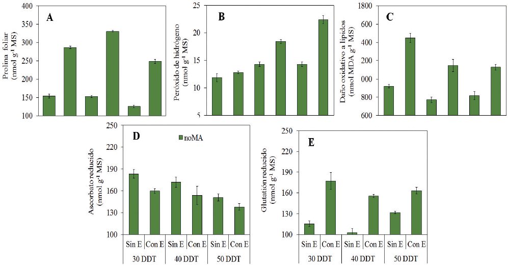 Contenido de Prolina foliar (A), contenido de per&oacute;xido de hidr&oacute;geno (B), da&ntilde;o oxidativo a l&iacute;pidos (C), contenido de ascorbato reducido (D) y contenido de glutation reducido (E), en plantas cultivadas con l&aacute;mina de agua (Sin E) y expuestas a suspensi&oacute;n de esta (Con E) a los 30, 40 y 50 DDT, respectivamente.