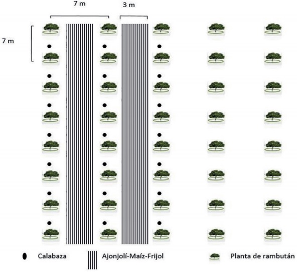 Distribuci&oacute;n de las plantas de rambut&aacute;n en la superficie experimental.