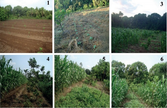 Cultivos de ciclo corto intercalados al cultivo de rambut&aacute;n.