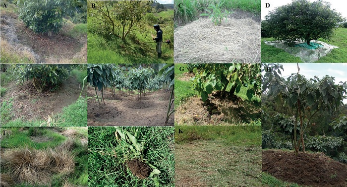 Aspecto visual de las pr&aacute;cticas de manejo de arvenses en sistemas de producci&oacute;n de aguacate, tomate de &aacute;rbol y pasturas en clima fr&iacute;o en Antioquia.