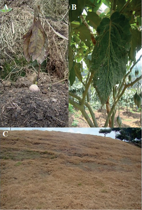Aspecto visual de problemas de fitotoxicidad por herbicidas en sistemas de producci&oacute;n de aguacate, tomate de &aacute;rbol y pasturas en clima fr&iacute;o en Antioquia.