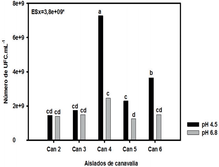 N&uacute;mero de c&eacute;lulas viables de los aislados de rizobios en medio LMA con pH 4,5 y 6,8.